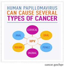 Clinical Significance of Human Papillomavirus (HPV) Screening in Sexually Active Decades of Life.