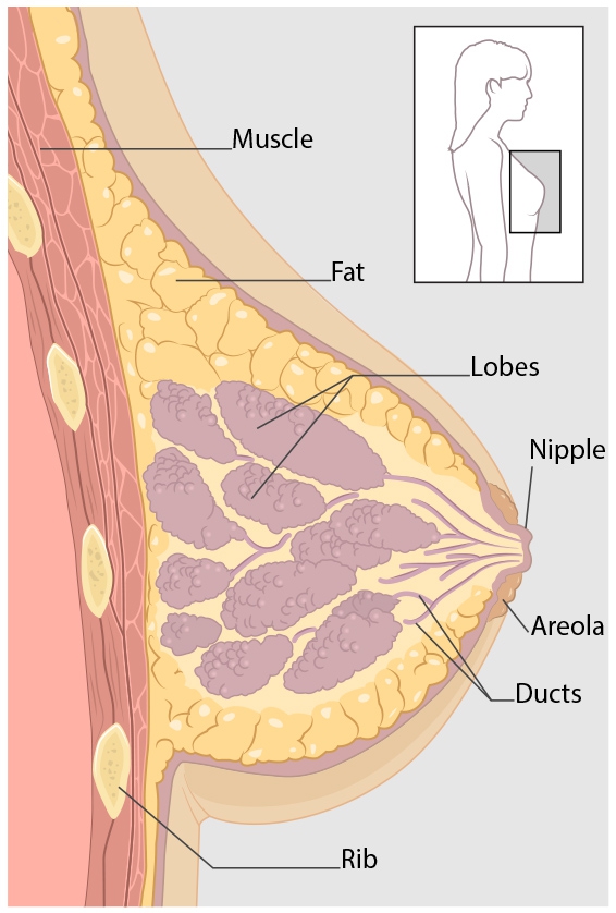 Breast Cancer