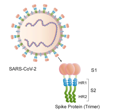 Covid-19 & its many variants