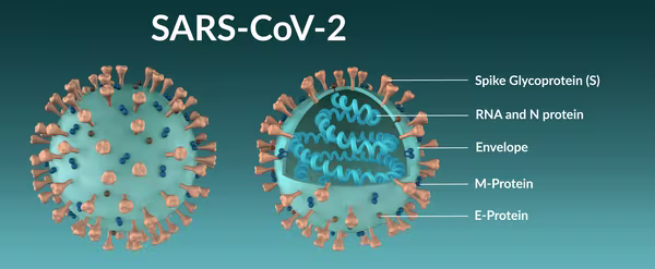 Covid-19 & its many variants