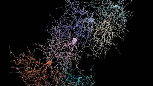 NEURON TRACING