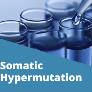 Somatic Hypermutation (ABI Fluorescence Detection)