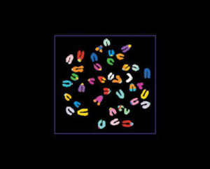 Single Chromosome Paints