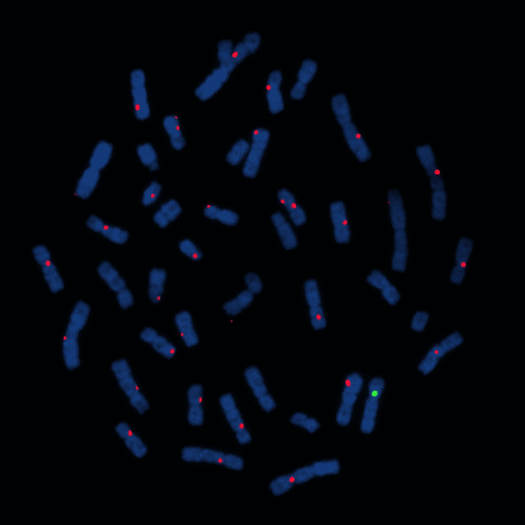 Fluorescence In Situ Hybridization (FISH)