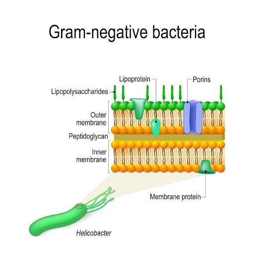 Gram-negative bacteria