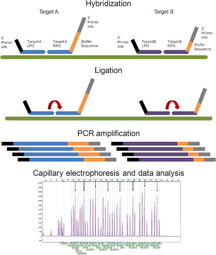 MLPA Overview: Detecting Genomic Disorders Through Copy Number Analysis