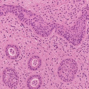 Histology