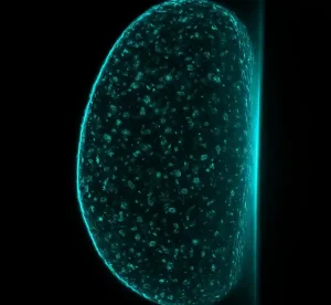 Light Sheet