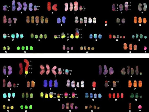 SKY-Karyotype