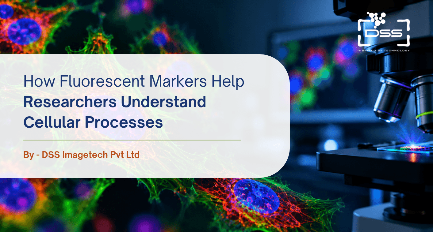 How Fluorescent Markers Help Researchers Understand Cellular Processes: A Practical Guide to Fluorescence Microscopy